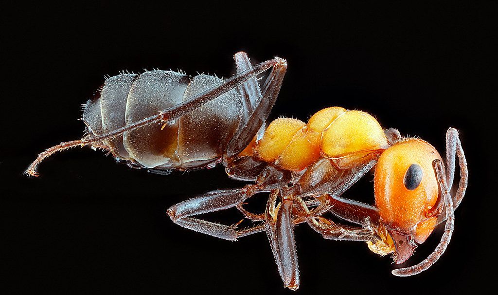 Ant Control service in Orlando, FL