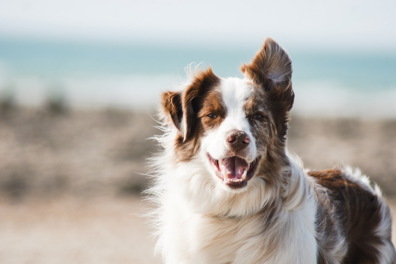 Flea & Tick Control service in Orlando, FL