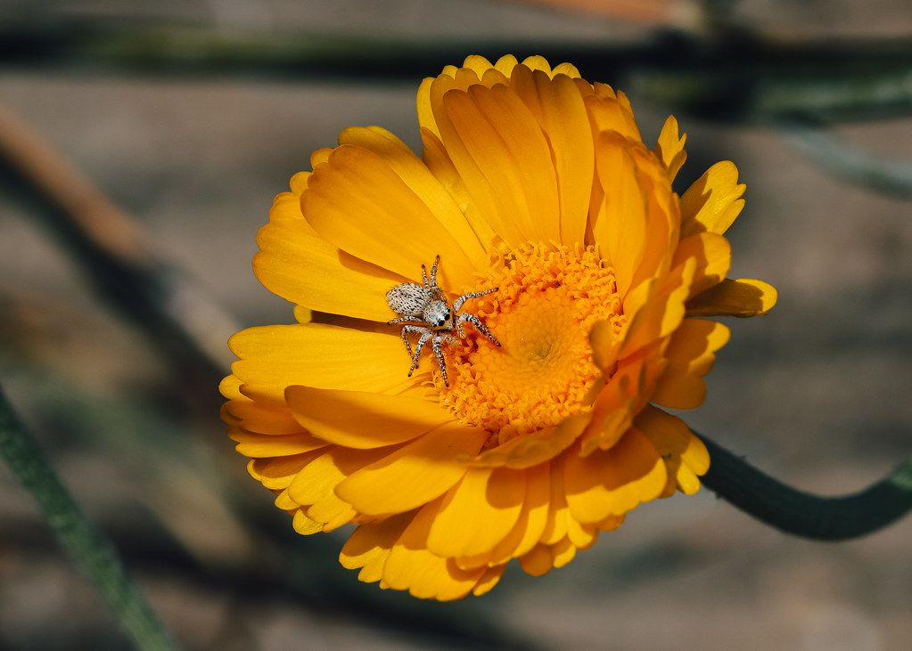Spider Control service in Orlando, FL